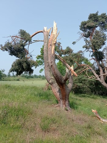 tornade15