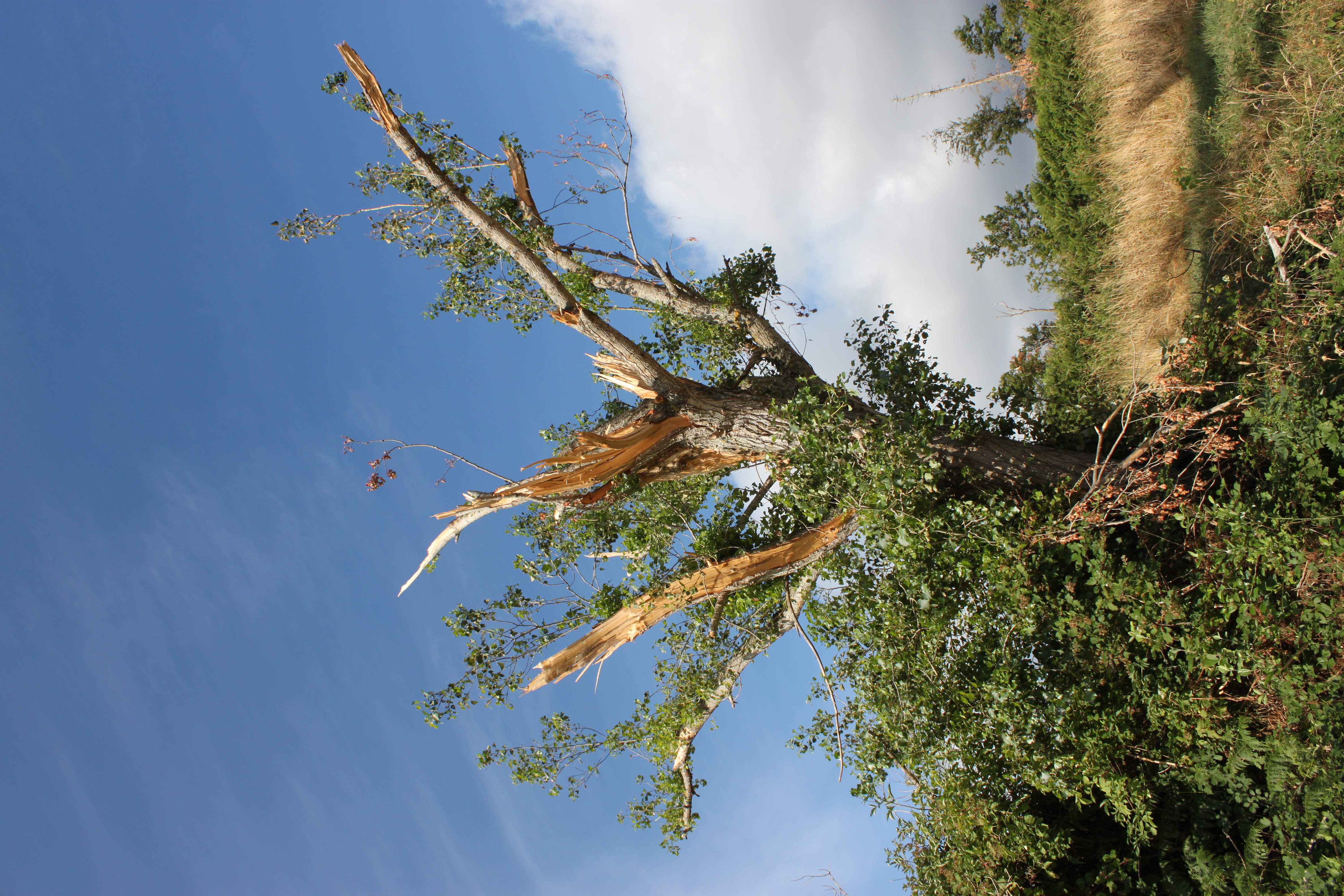 tornade31